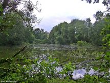 1 ehemaliger Fischteich im NSG
